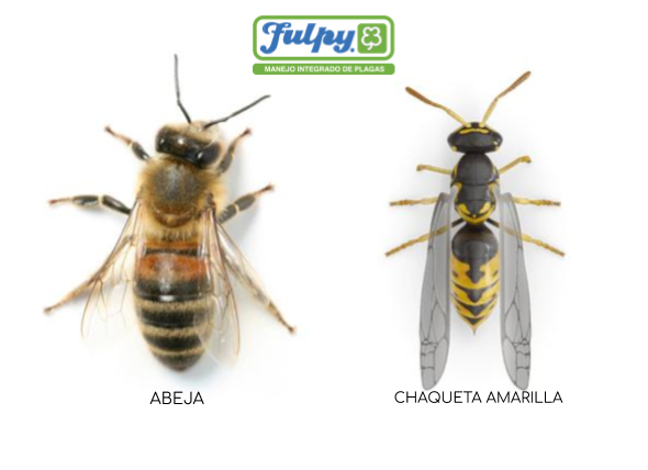 nadie prosa violento DIFERENCIA ENTRE LAS ABEJAS Y LAS CHAQUETAS AMARILLAS VESPULA GERMANICA  (FABRICIUS). – FULPY